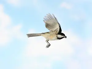 Atricapillus: Black-Capped Chickadee in Flight