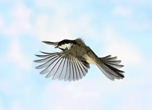 Atricapillus: Black-Capped Chickadee in Flight