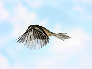 Atricapillus: Black-Capped Chickadee in Flight