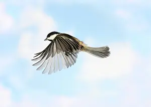 Atricapillus: Black-Capped Chickadee in Flight