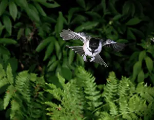 Atricapillus: Black-Capped Chickadee in Flight