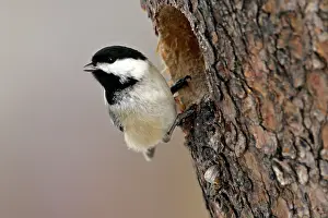 Chickadees: Black-capped Chickadee hanging in front of tree hole