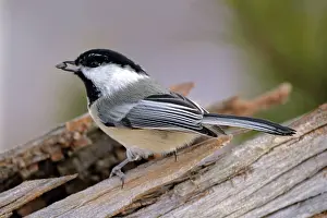 Chickadees: Black-capped Chickadee - holding sunflower seed
