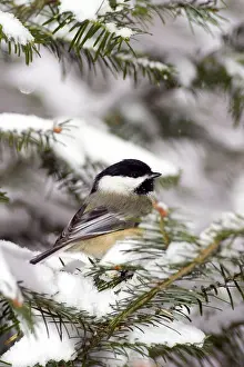Atricapillus: Black-Capped Chickadee (Parus atricapillus)