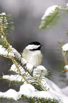 Atricapillus: Black-Capped Chickadee (Parus atricapillus)