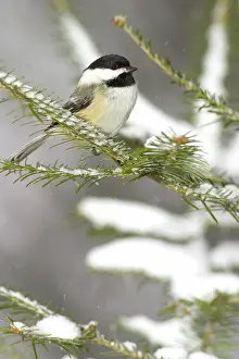 Atricapillus: Black-Capped Chickadee (Parus atricapillus)