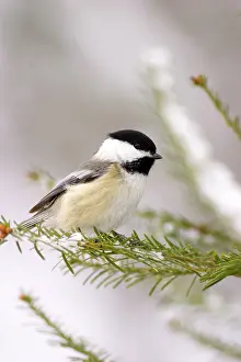 Atricapillus: Black-Capped Chickadee (Parus atricapillus)