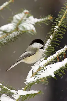 Atricapillus: Black-Capped Chickadee (Parus atricapillus)