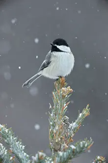 Chickadees: Black-capped Chickadee - perched on tree top in snow