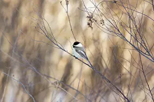 Atricapilla: Black-capped Chickadee (Poecile atricapilla)