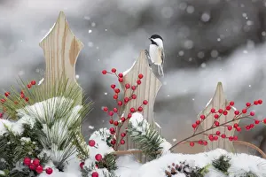 Poecile: Black-capped chickadee (Poecile atricapilla) on