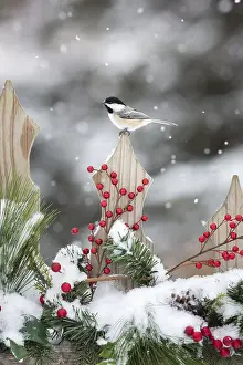 Poecile: Black-capped chickadee (Poecile atricapilla) on