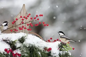 Poecile: Black-capped chickadee (Poecile atricapilla) on