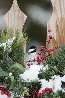 Poecile: Black-capped chickadee (Poecile atricapilla) on