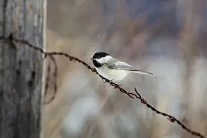 Barb: Black-capped Chickadee (Poecile atricapillus)