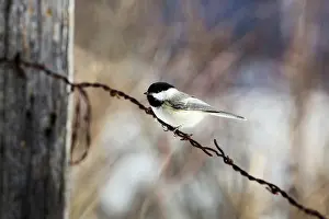 Poecile: Black-capped Chickadee (Poecile atricapillus)