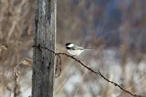 Poecile: Black-capped Chickadee (Poecile atricapillus)
