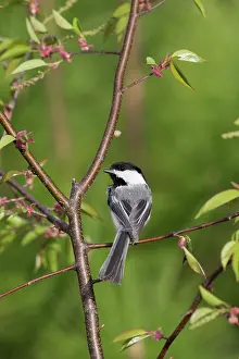 Poecile: Black-capped Chickadee (Poecile atricapillus)