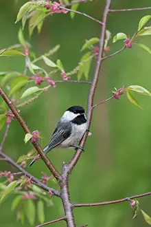 Poecile: Black-capped Chickadee (Poecile atricapillus)