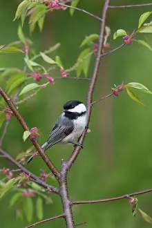 Poecile: Black-capped Chickadee (Poecile atricapillus)