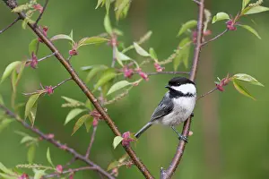 Poecile: Black-capped Chickadee (Poecile atricapillus)