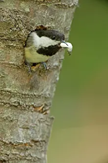 Fecal: Black-capped Chickadee - removing fecal sac from nest