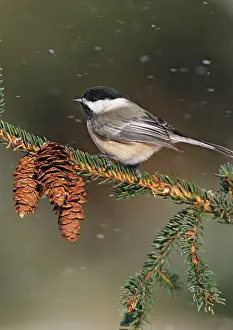 Chickadees: Black-capped Chickadee in snow storm