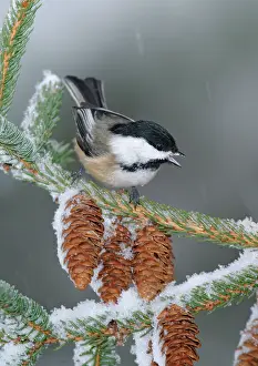 Chickadees: Black-capped Chickadee in snow storm