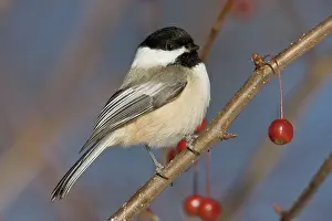 Chickadees: Black-capped Chickadee, in winter