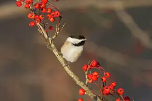Chickadees: Black-capped Chickadee in winter