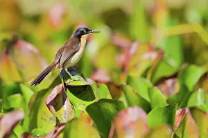 Atricapilla: Black-capped Donacobius