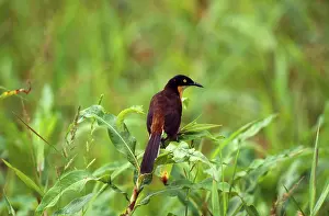 Atricapillus: Black-capped Donacobius / Black-capped Mocking-thrush