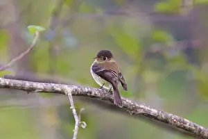 Atriceps: Black-capped Flycatcher