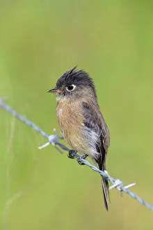 Atriceps: Black-capped Flycatcher