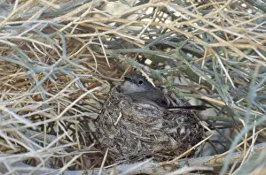 Gnatcatcher: Black-capped Gnatcatcher