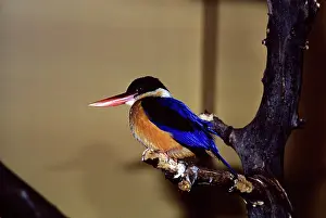Gillean White: Black-Capped Kingfisher