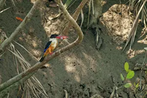 Delta: Black-capped Kingfisher