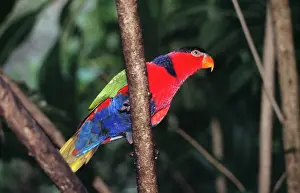 Lorius: Black-capped Lory