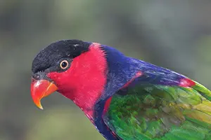 Lorius: Black-capped Lory