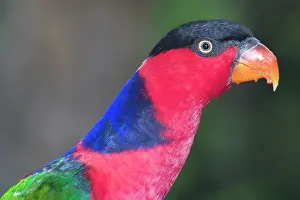 Lorius: Black-capped Lory