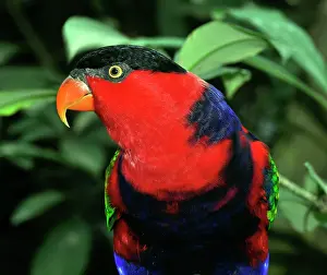 Lorius: Black-capped Lory