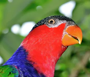 Lorius: Black-capped Lory