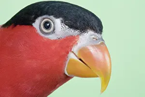 Lori: Black-capped Lory