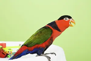 Lori: Black-capped Lory