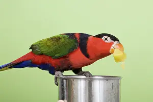 Peaches: Black-capped Lory Eating