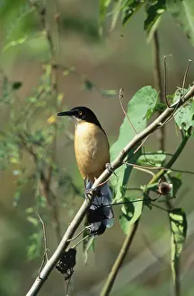 Atricapillus: Black-Capped Mocking THRUSH - (Black-Capped Donacobius)