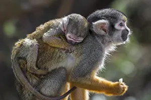 Rainy: Black-capped squirrel monkey, Peruvian squirrel
