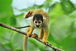 Peruvian: Black-capped Squirrel Monkey / Peruvian Squirrel