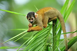 Peruvian: Black-capped Squirrel Monkey / Peruvian Squirrel