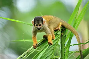 Peruvian: Black-capped Squirrel Monkey / Peruvian Squirrel